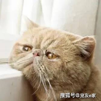 dcca7e4e82bc4e5ebd4236786700d8c8.jpeg