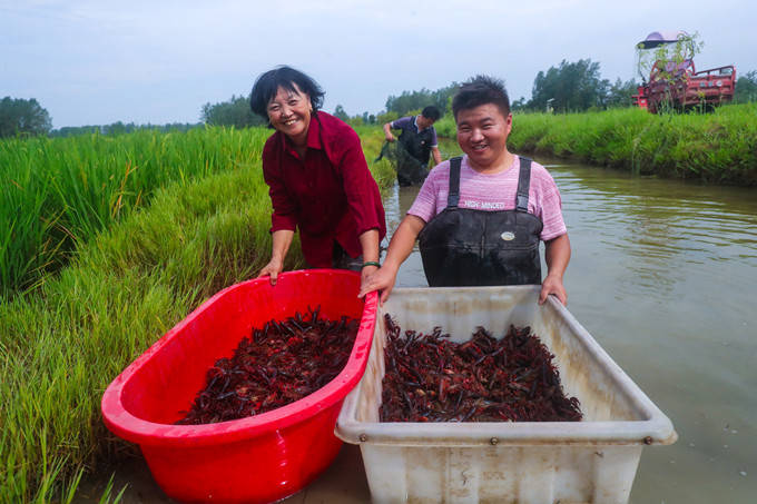 河南光山县:水稻田里收虾忙_全县
