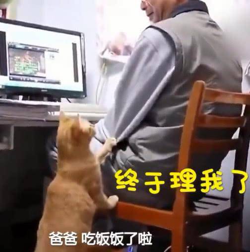 男主人沉迷看劇, 貓咪拍他手臂提醒: 到點吃飯啦, 被無視後表情亮了! 萌趣萌寵 第4张