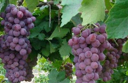 因为|早上吃水果有讲究,这3种水果可以吃,而这5种千万别空腹吃