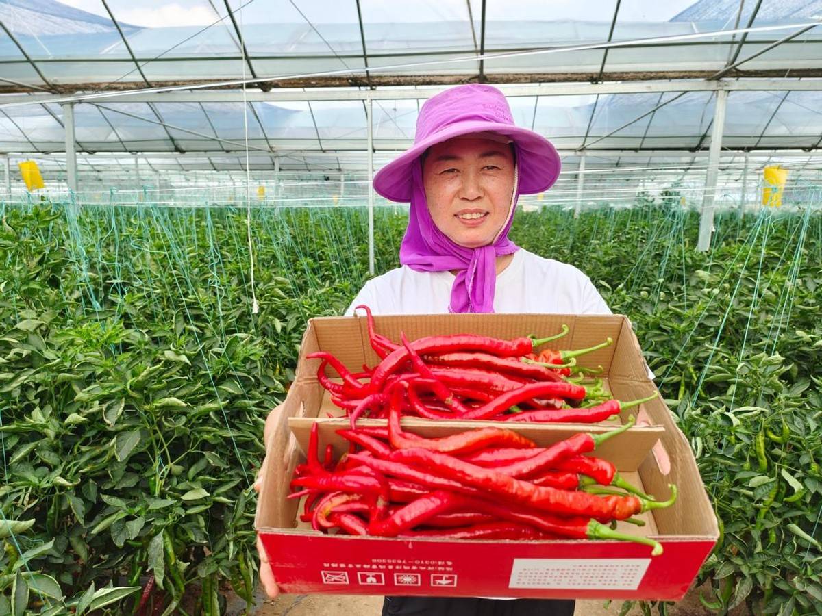邯郸市鸡泽县致力打造以辣椒产业为主导的国家级现代农业产业园区