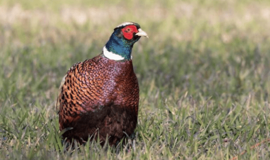 农村野鸡泛滥偷吃庄稼村民们不敢打