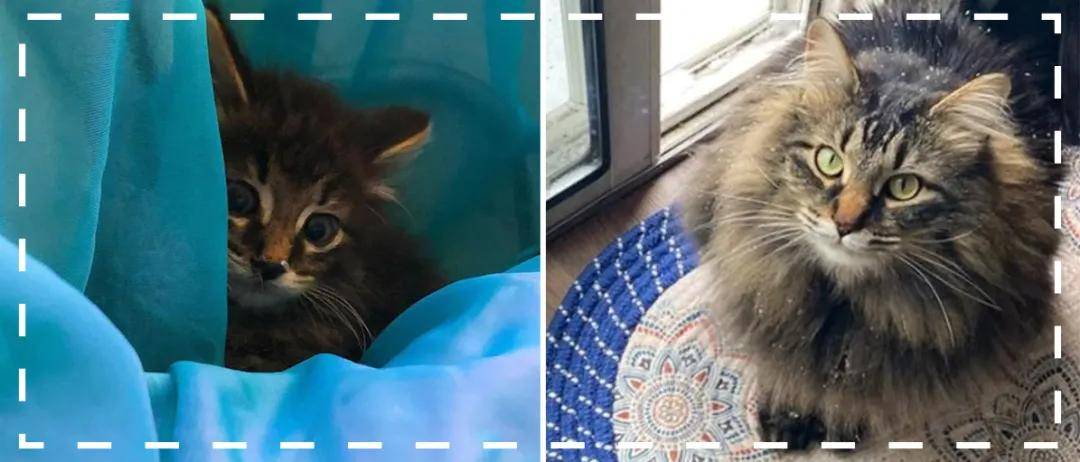 怎么看小猫有没有长大 a2bdc3417e0f4b88a11079b42b3f6b0e.jpeg