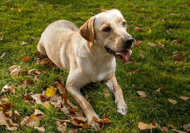 养狗手册 7款易上手 好饲养的中型犬 Top