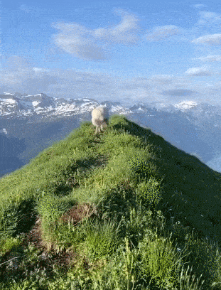 看了瑞士牧羊犬的幸福日常，全网都酸哭了！
