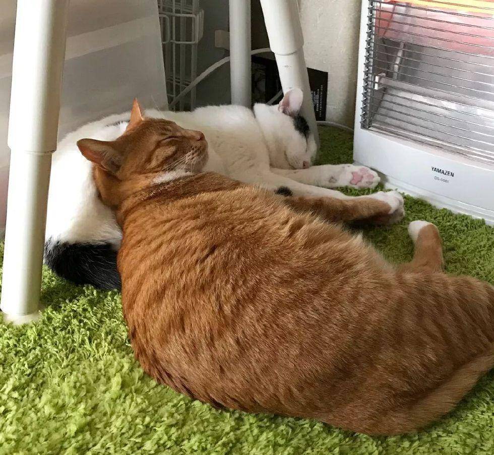 主权|看着这两只猫抱在一起睡觉的样子, 简直是甜死我了