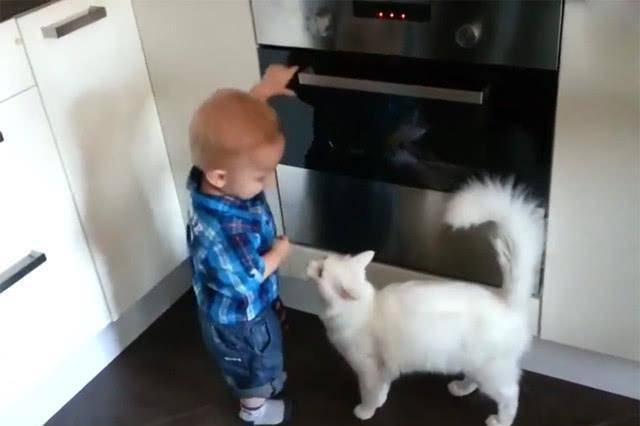 猫咪|宝宝要摸正开着的烤箱, 爸妈在一边不出声, 猫咪却急得跳了起来