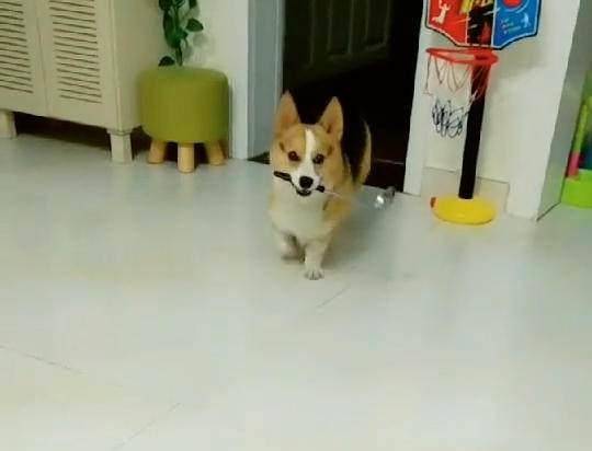 网友|柯基去厨房拿吃饭家伙, 主人看到狗嘴里叼的东西时, 咧着嘴大笑