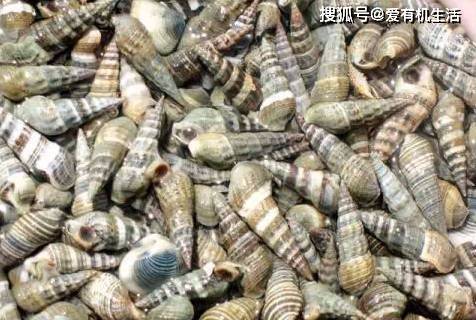 涨知识了！这些螺类海鲜大全，看看你能叫得出几个？_软体动物