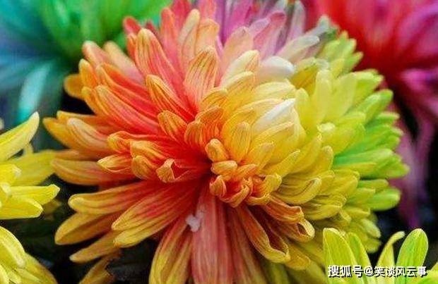 传闻中的七色花 出现在开封菊展 价格仅要几元钱 菊花