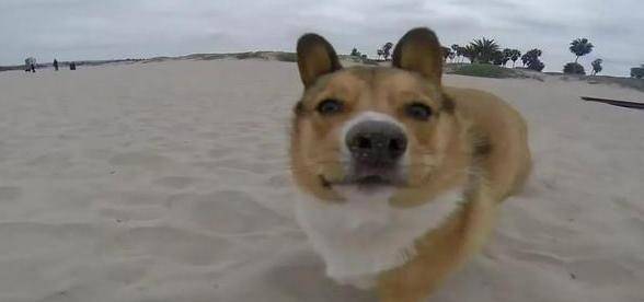 观点评论|带柯基去海边玩耍, 看到的情景让人笑喷, 小短腿, 果然是致命伤