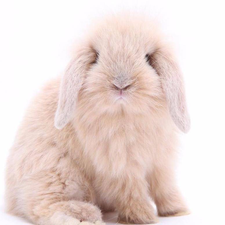 可爱又温顺的法国垂耳兔 很合适家养并有宝宝的家庭 兔子