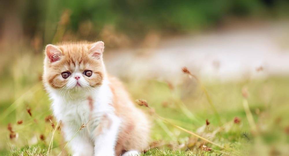 观点评论|第一次养猫？这些猫最好别碰，不然会被“气哭”