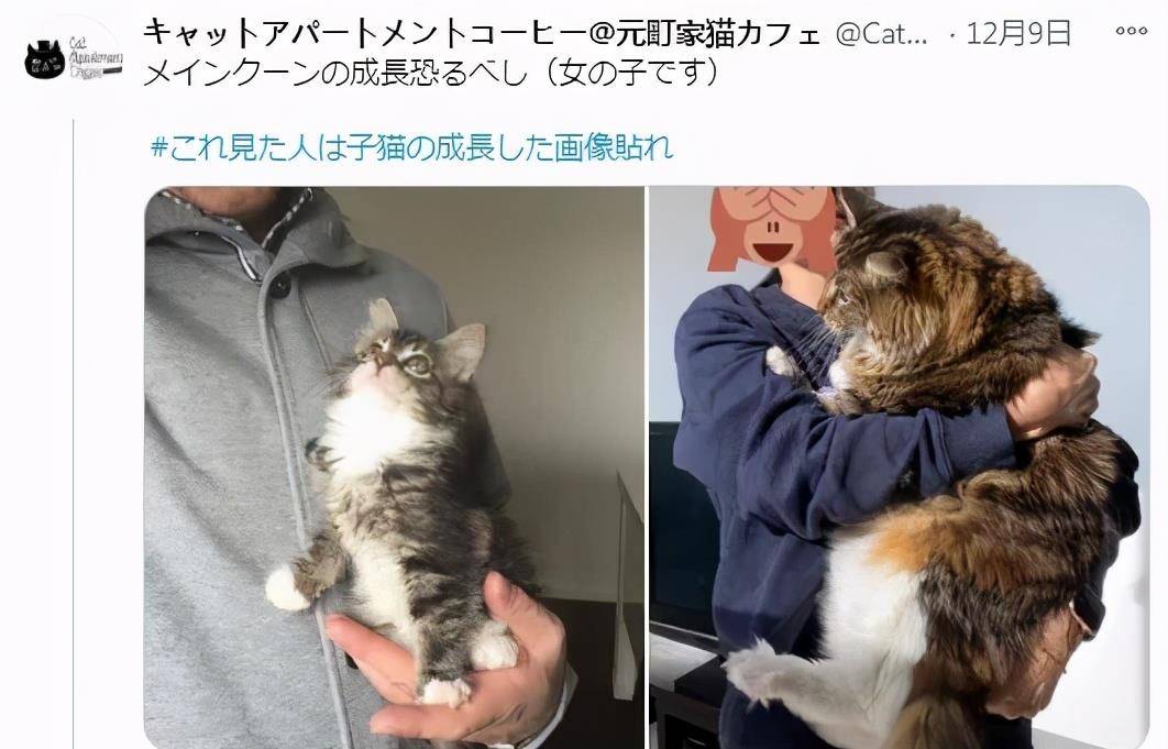 Yoboxxx鸭脖娱乐app 猫咪的成长变化反差