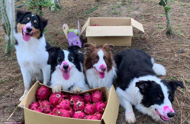 观点评论|狗狗满嘴鲜红,主人以为它们受伤了,靠近看才发现是个误会