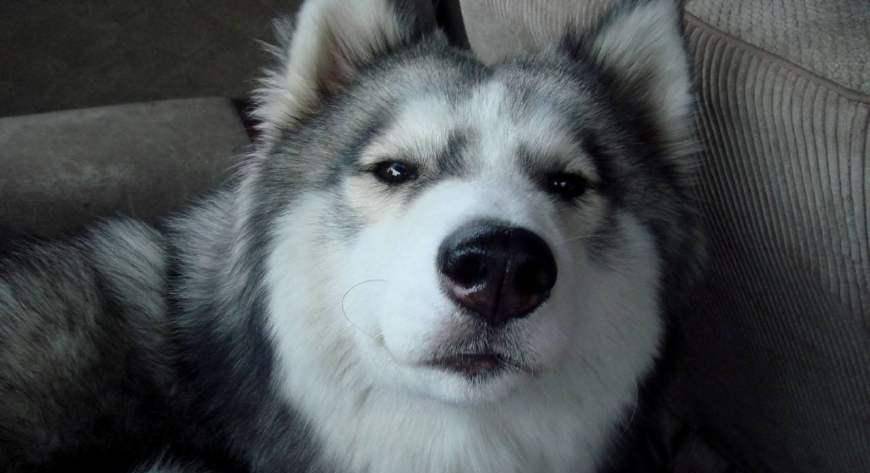 怎么教狗狗打滚 a5d4ec47833e4b5bbaa6f296616e320c.jpeg