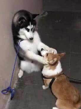 兄弟|二哈打架没赢过, 吵架没输过, 却被短腿柯基给办了