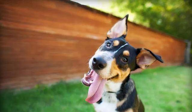 怎么教狗狗不要舔人 bcc18c8b77864b449439a5101097843c.jpeg