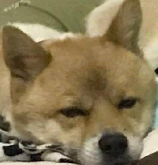 因为|半年前带回家的这只病狗, 已经成了我伤心时最温馨的守护者