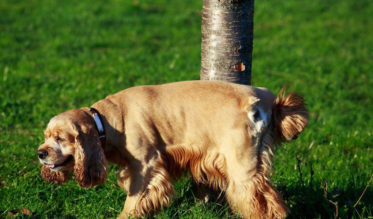 观点评论|狗狗排便时喜欢盯着主人,背后有这6大原因