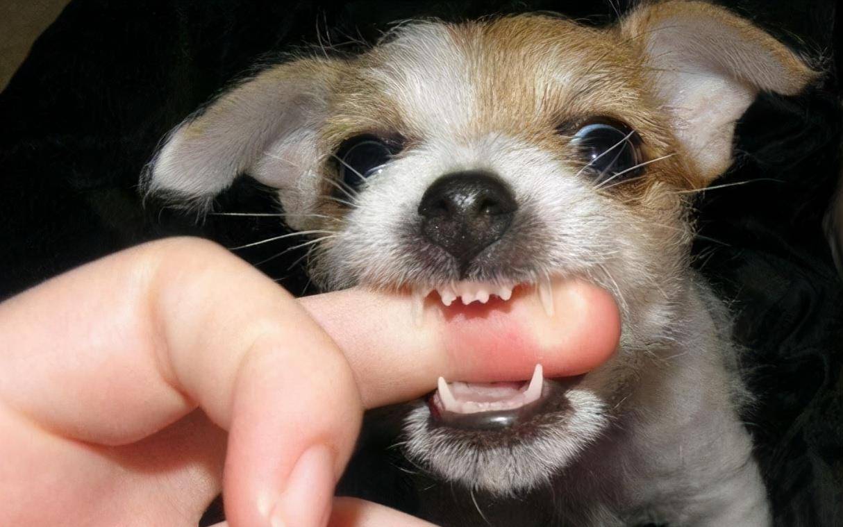 狗为啥喜欢咬狗 df0e9fdf992846669876d67b767680cb.jpeg