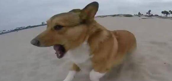观点评论|带柯基去海边玩耍, 看到的情景让人笑喷, 小短腿, 果然是致命伤