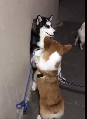 兄弟|二哈打架没赢过, 吵架没输过, 却被短腿柯基给办了