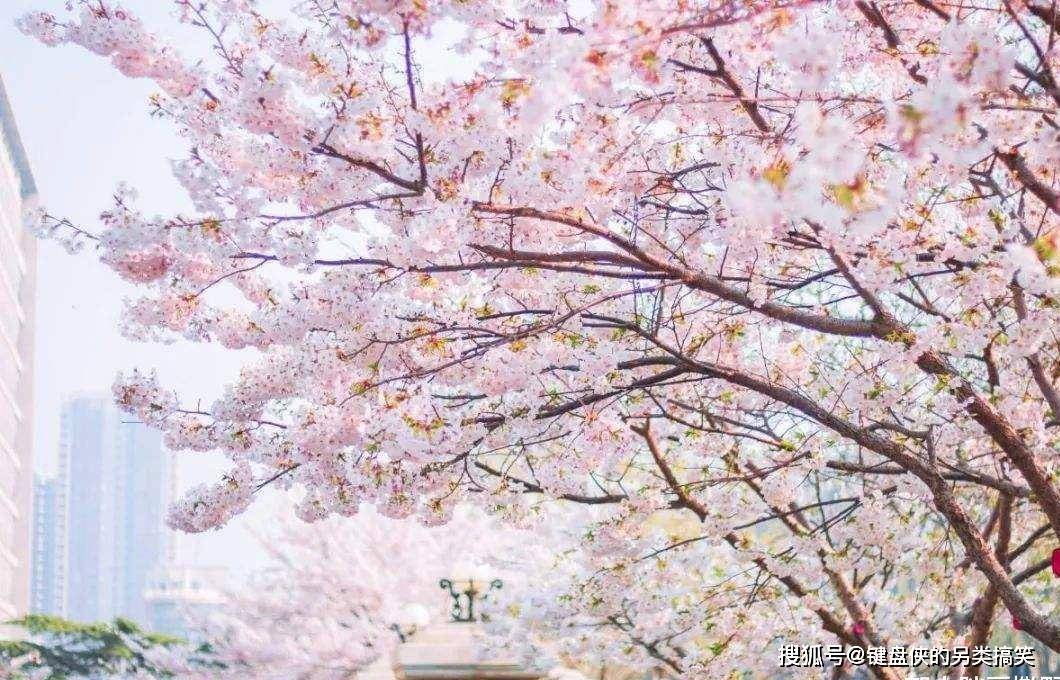 又到一年花开时，日本4大赏樱胜地，美得令人窒息！