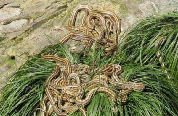 我国唯一的“蛇岛”，有20000多条毒蛇，现在竟成为了保护区域
