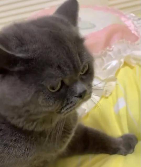 怎么让自己看起来凶凶的样子 0e067c2141b64543a7d81dceb68151a9.jpeg