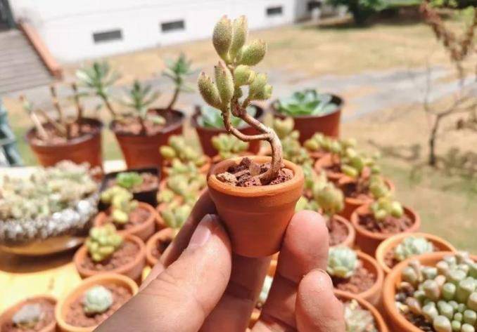 多肉小花盆10cm 23c8b57bfcd7439585050b07138b6c0d.jpeg