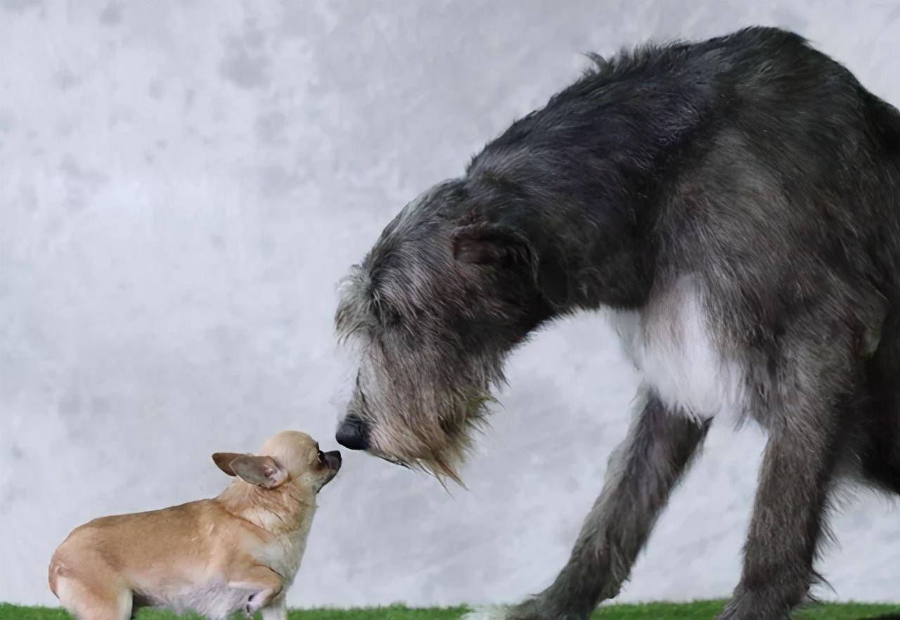 小狗|为何小狗总是向大狗挑衅？难道它不清楚自己打不过对方吗