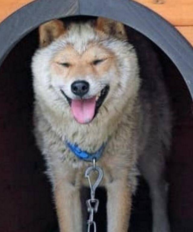 女子將狗送去農村寄養, 好好柴犬變成這樣, 女子心都在滴血 萌趣萌寵 第3张