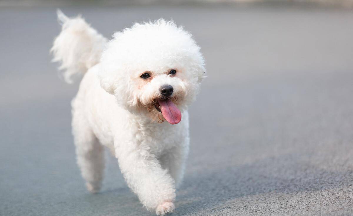 因为|为什么不建议你养比熊犬?这5个缺点,你能忍受几个