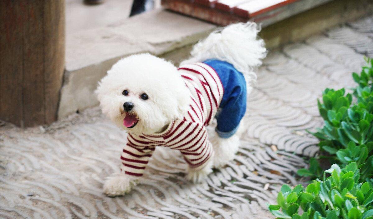 因为|为什么不建议你养比熊犬?这5个缺点,你能忍受几个