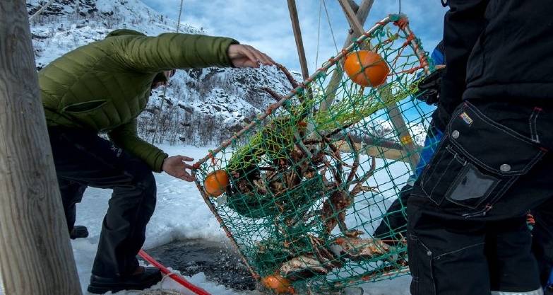地区|这片海全是帝王蟹，小伙没船出海，一个大胆的尝试赚了