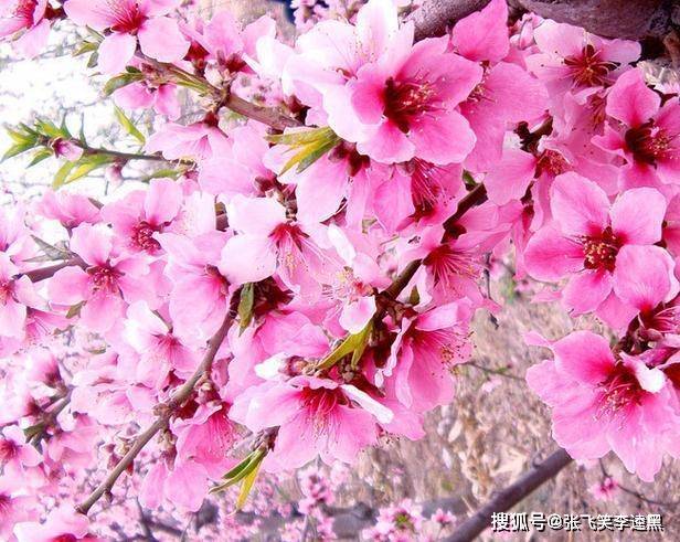 原创女人出生在农历几月份生来就是享福命桃花运旺人见人爱