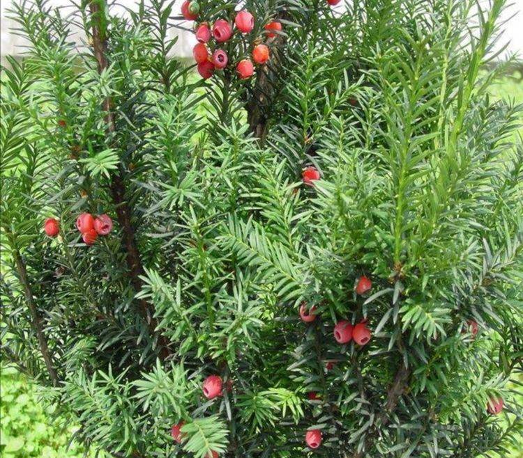 家庭養紅豆杉,即使已經達到結果的樹齡,也還要具備一個條件才能正常