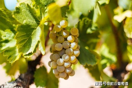 葡萄|弗德乔葡萄酒,科普最常见的100种葡萄酒佳酿之一弗德乔葡萄酒!