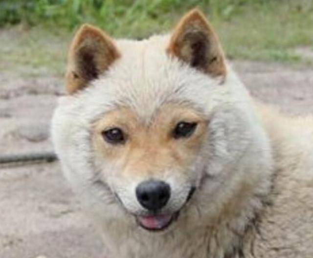女子將狗送去農村寄養, 好好柴犬變成這樣, 女子心都在滴血 萌趣萌寵 第2张