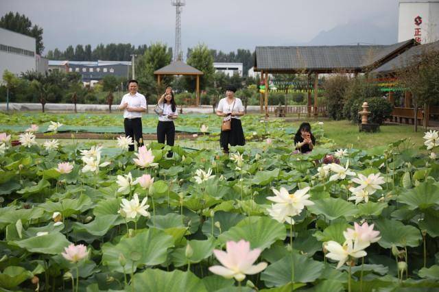 金荷|西安高新区乡村振兴“首届荷花节”活动盛大开幕