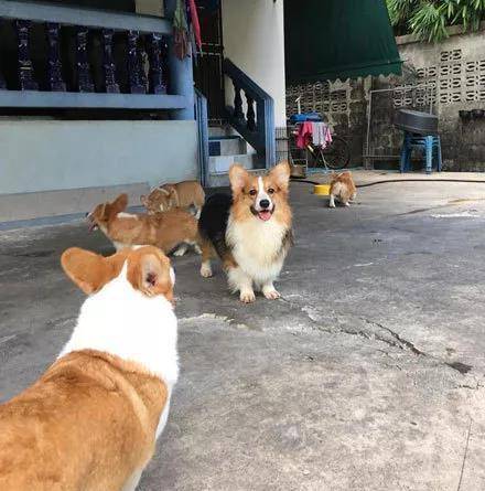 什么|男士们, 如果你们求生欲很强的话, 就别送什么哈士奇了