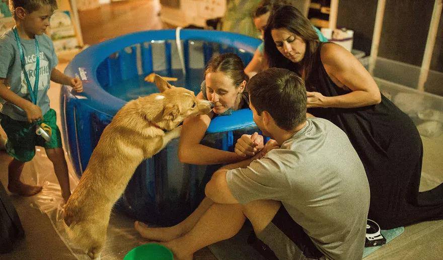 因为|还在说怀孕不能养狗？这两只柯基都进产房陪产啦