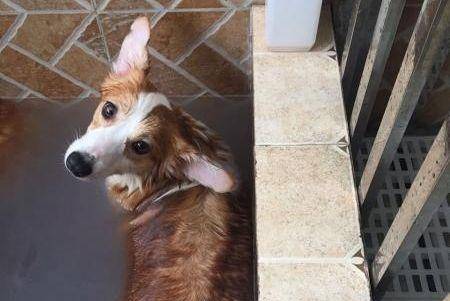 观点评论|面对不爱洗澡的柯基, 网友想出这样的诱骗办法, 屡试不爽!