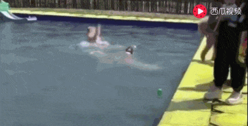 泳池|金毛骗柯基泳池水刚到大腿, 柯基纵身一跃结果傻眼了……