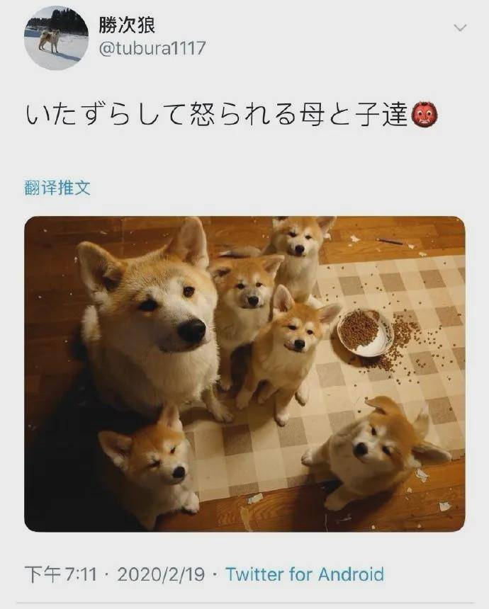 摸头|柯基当街被打，下一个动作让人泪目