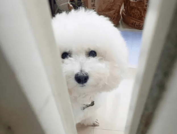 奖励|原来狗狗这些行为,是在“担心”你,真没养错狗