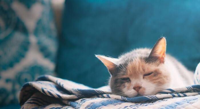 因为|猫咪生气会有哪些表现?怎么才能把它哄好?