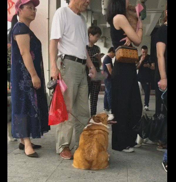 观点评论|老爷爷担心柯基太热, 用手中的扇子给它扇风, 好有爱的画面!