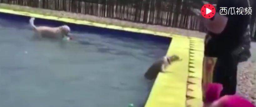 泳池|金毛骗柯基泳池水刚到大腿, 柯基纵身一跃结果傻眼了……